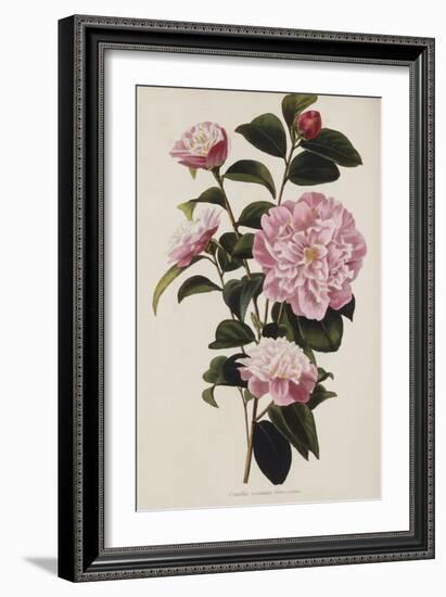 Camellia.  from 'The Botanical Cabinet, Consisting of Coloured Delineations of Plants from All…-Conrad Loddiges-Framed Giclee Print