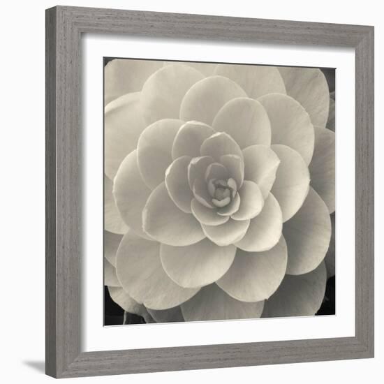 Camellia I-Ella Lancaster-Framed Giclee Print