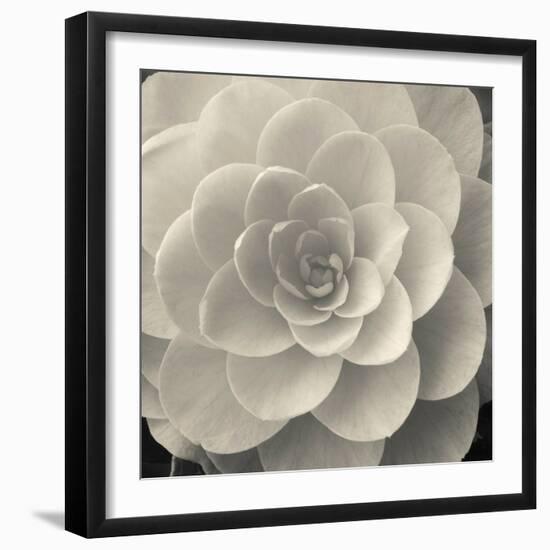 Camellia I-Ella Lancaster-Framed Giclee Print