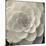 Camellia I-Ella Lancaster-Mounted Giclee Print