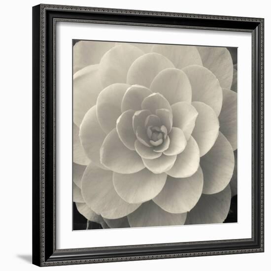 Camellia I-Ella Lancaster-Framed Giclee Print