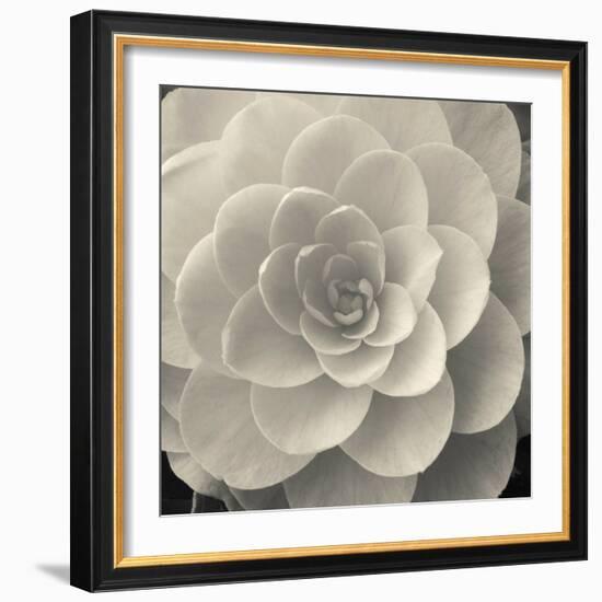 Camellia I-Ella Lancaster-Framed Giclee Print