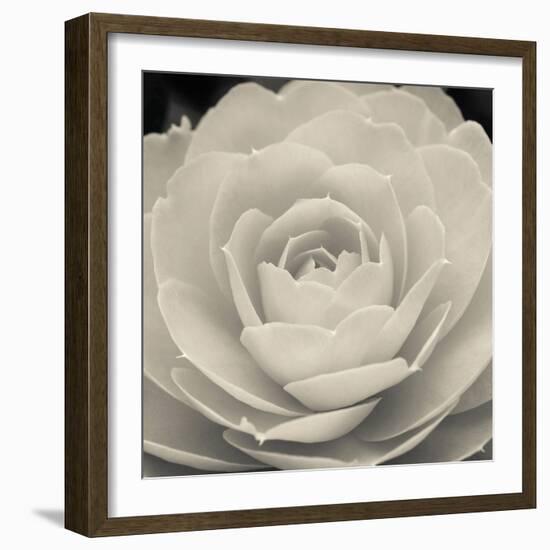 Camellia II-Ella Lancaster-Framed Giclee Print