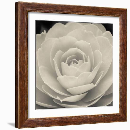 Camellia II-Ella Lancaster-Framed Giclee Print