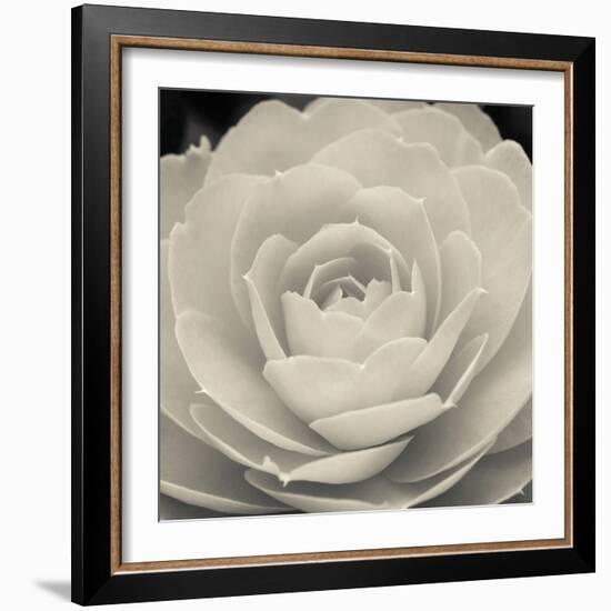 Camellia II-Ella Lancaster-Framed Giclee Print