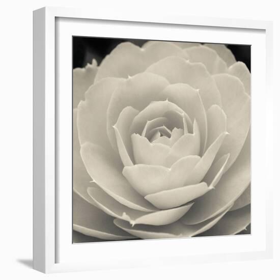 Camellia II-Ella Lancaster-Framed Giclee Print