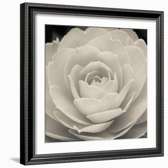 Camellia II-Ella Lancaster-Framed Giclee Print