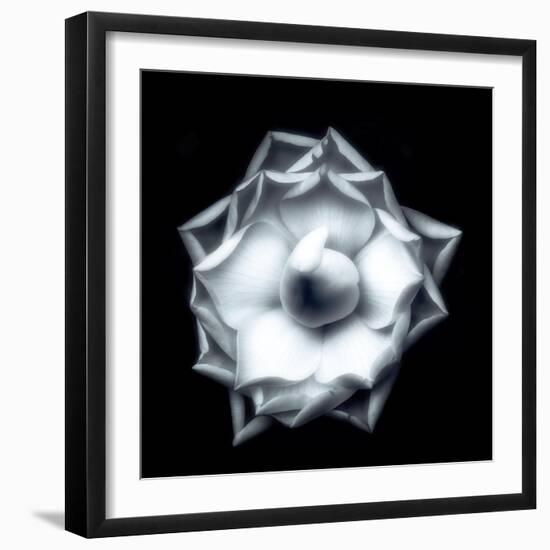 Camellia on Black-Philippe Sainte-Laudy-Framed Photographic Print