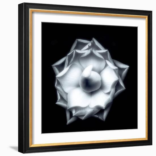 Camellia on Black-Philippe Sainte-Laudy-Framed Photographic Print