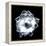 Camellia on Black-Philippe Sainte-Laudy-Framed Premier Image Canvas