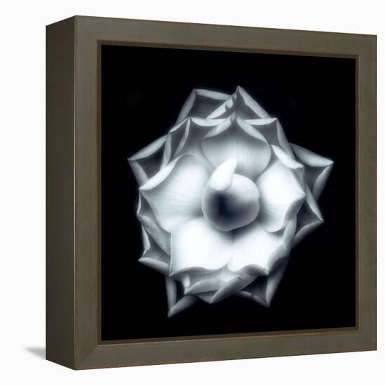 Camellia on Black-Philippe Sainte-Laudy-Framed Premier Image Canvas