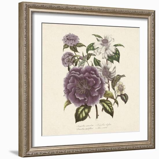 Camellia Reticulata-Jo Starkey-Framed Giclee Print