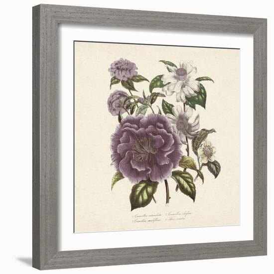 Camellia Reticulata-Jo Starkey-Framed Giclee Print