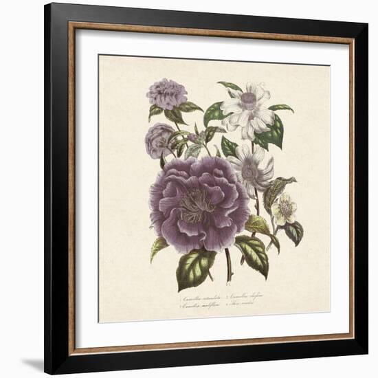 Camellia Reticulata-Jo Starkey-Framed Giclee Print