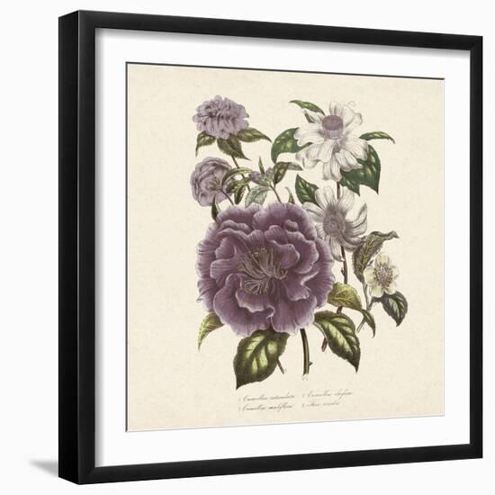 Camellia Reticulata-Jo Starkey-Framed Giclee Print