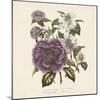 Camellia Reticulata-Jo Starkey-Mounted Giclee Print