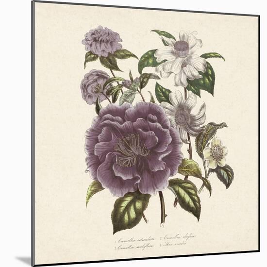 Camellia Reticulata-Jo Starkey-Mounted Giclee Print