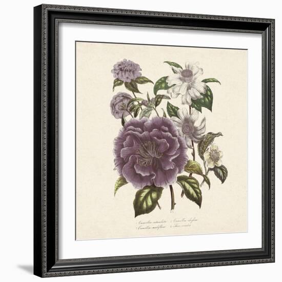 Camellia Reticulata-Jo Starkey-Framed Giclee Print