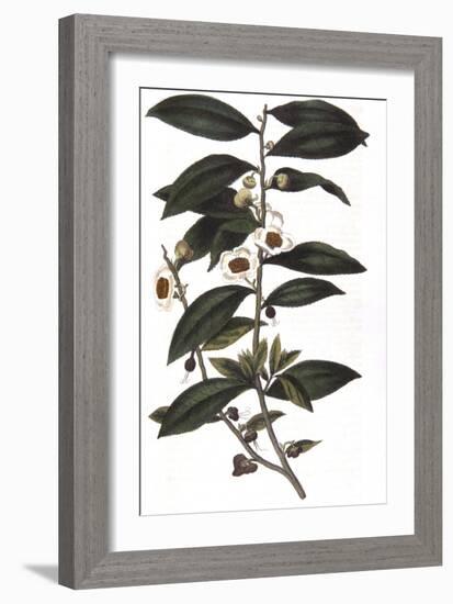 Camellia Sinensis - Tea Plant, 1823-null-Framed Giclee Print