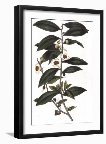 Camellia Sinensis - Tea Plant, 1823-null-Framed Giclee Print