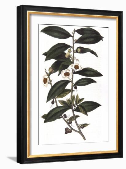 Camellia Sinensis - Tea Plant, 1823-null-Framed Giclee Print
