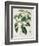 Camellia Thea from Phytographie Medicale by Joseph Roques-L.f.j. Hoquart-Framed Giclee Print