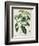 Camellia Thea from Phytographie Medicale by Joseph Roques-L.f.j. Hoquart-Framed Giclee Print