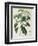 Camellia Thea from Phytographie Medicale by Joseph Roques-L.f.j. Hoquart-Framed Giclee Print