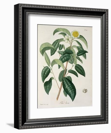 Camellia Thea from Phytographie Medicale by Joseph Roques-L.f.j. Hoquart-Framed Giclee Print