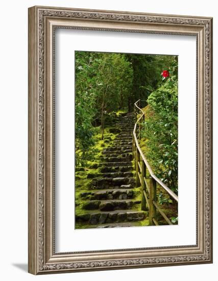 Camellia, Wild Garden, Portland Japanese Garden, Portland, Oregon, Usa-Michel Hersen-Framed Photographic Print