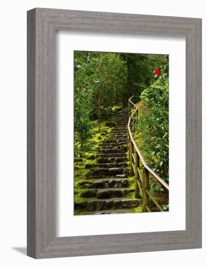 Camellia, Wild Garden, Portland Japanese Garden, Portland, Oregon, Usa-Michel Hersen-Framed Photographic Print