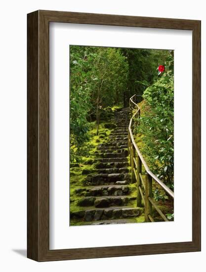 Camellia, Wild Garden, Portland Japanese Garden, Portland, Oregon, Usa-Michel Hersen-Framed Photographic Print