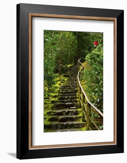 Camellia, Wild Garden, Portland Japanese Garden, Portland, Oregon, Usa-Michel Hersen-Framed Photographic Print