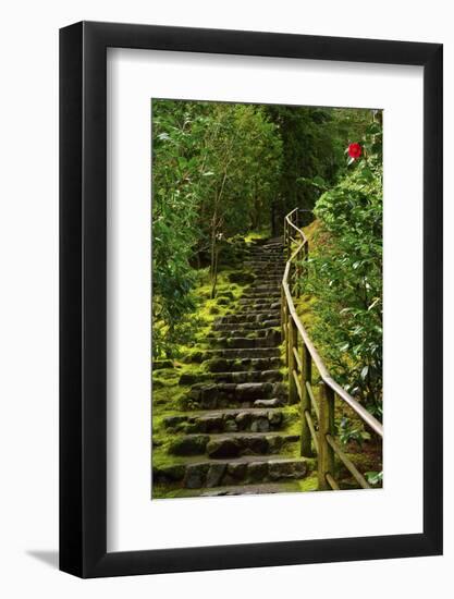 Camellia, Wild Garden, Portland Japanese Garden, Portland, Oregon, Usa-Michel Hersen-Framed Photographic Print