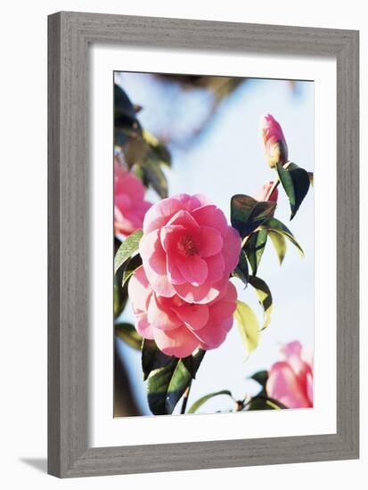 Camellia X Williamsii 'Donation'-Archie Young-Framed Photographic Print