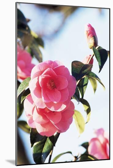Camellia X Williamsii 'Donation'-Archie Young-Mounted Photographic Print