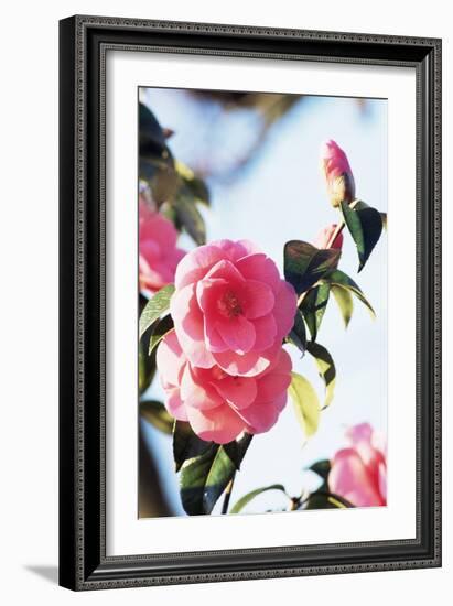 Camellia X Williamsii 'Donation'-Archie Young-Framed Photographic Print