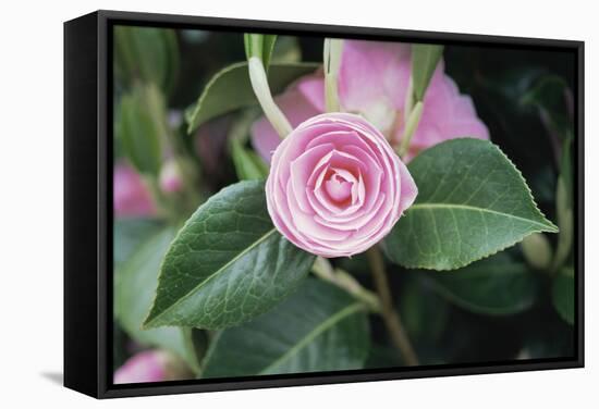 Camellia X Williamsii 'E G Waterhouse'-Maxine Adcock-Framed Premier Image Canvas