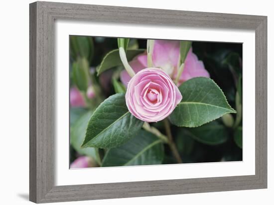 Camellia X Williamsii 'E G Waterhouse'-Maxine Adcock-Framed Photographic Print