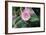 Camellia X Williamsii 'E G Waterhouse'-Maxine Adcock-Framed Photographic Print