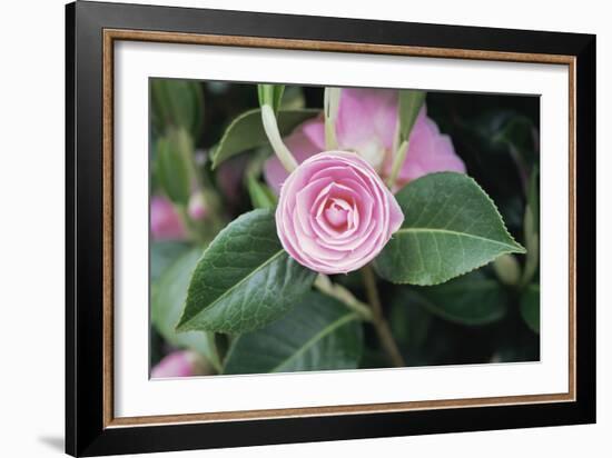 Camellia X Williamsii 'E G Waterhouse'-Maxine Adcock-Framed Photographic Print