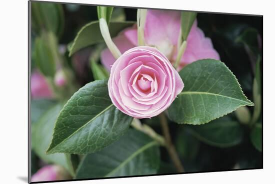 Camellia X Williamsii 'E G Waterhouse'-Maxine Adcock-Mounted Photographic Print