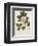 Camellia-John Miller-Framed Premium Giclee Print