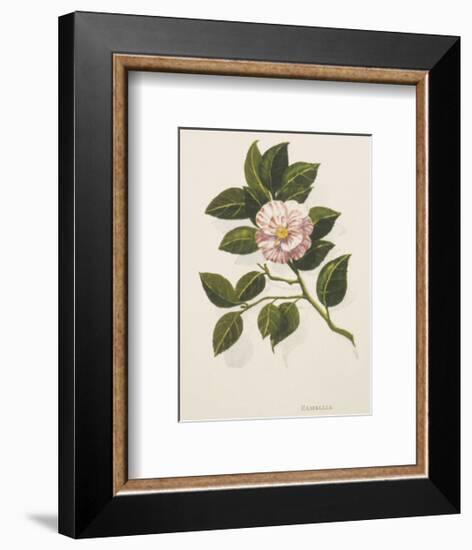 Camellia-John Miller-Framed Premium Giclee Print