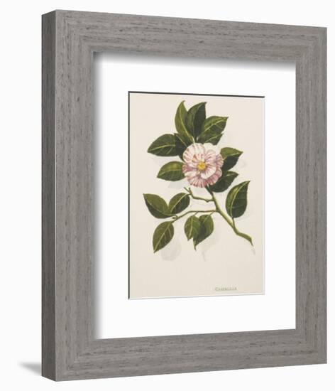 Camellia-John Miller-Framed Premium Giclee Print