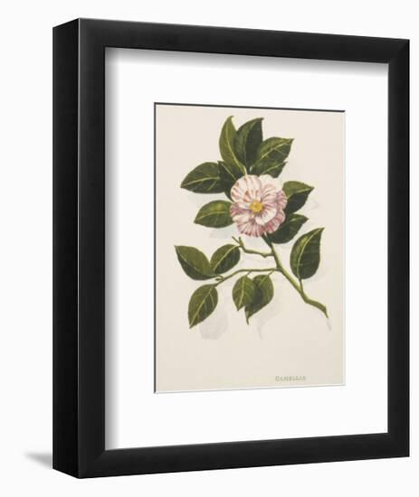 Camellia-John Miller-Framed Premium Giclee Print