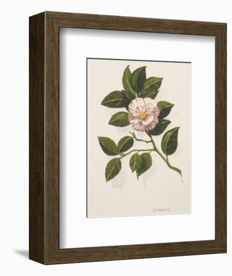 Camellia-John Miller-Framed Premium Giclee Print