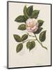 Camellia-John Miller-Mounted Premium Giclee Print