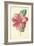 Camellia-Frederick Edward Hulme-Framed Giclee Print