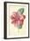 Camellia-Frederick Edward Hulme-Framed Giclee Print